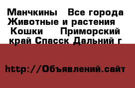 Манчкины - Все города Животные и растения » Кошки   . Приморский край,Спасск-Дальний г.